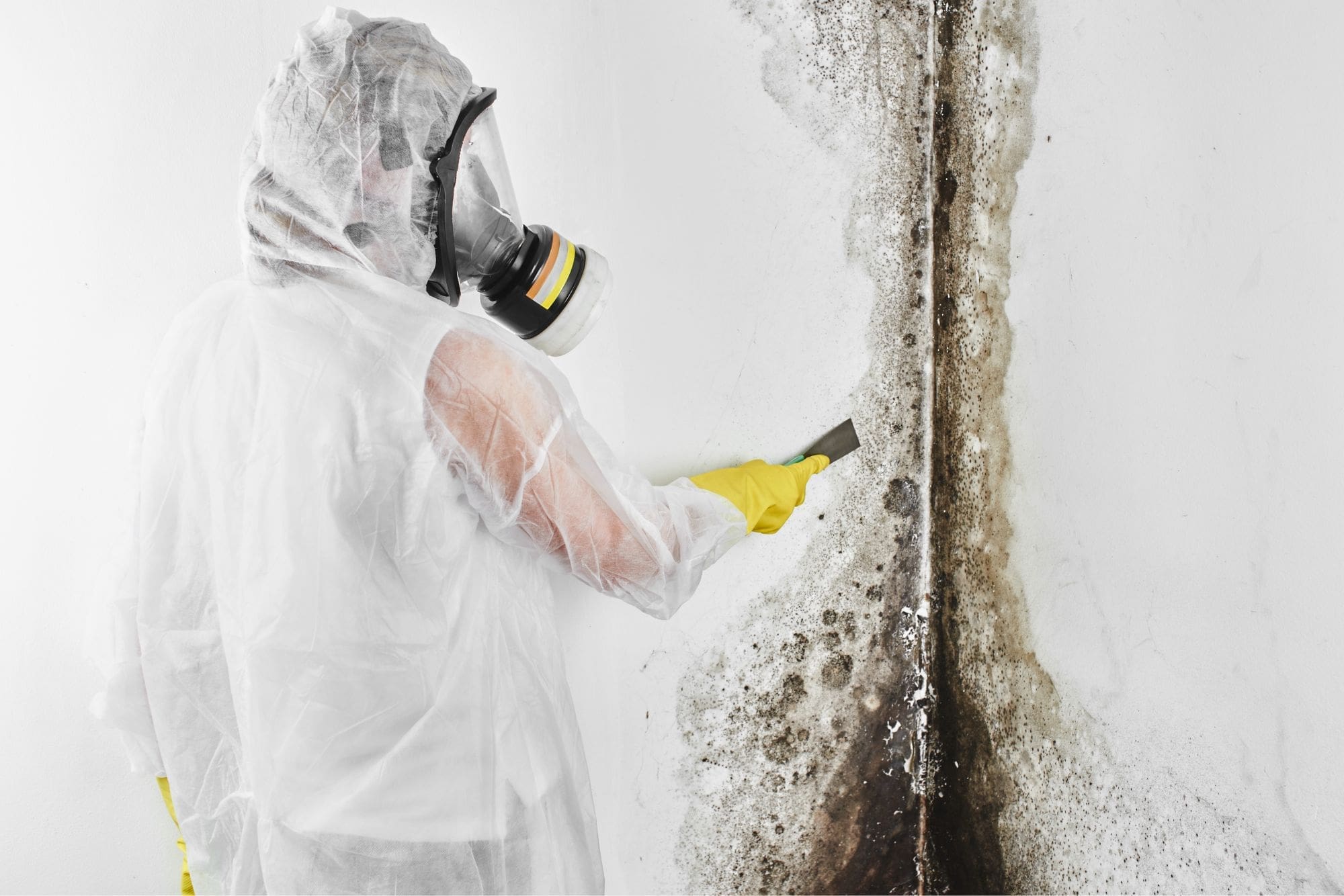 cleaning up mold damage